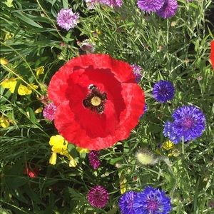 Meet your Posher, Michele